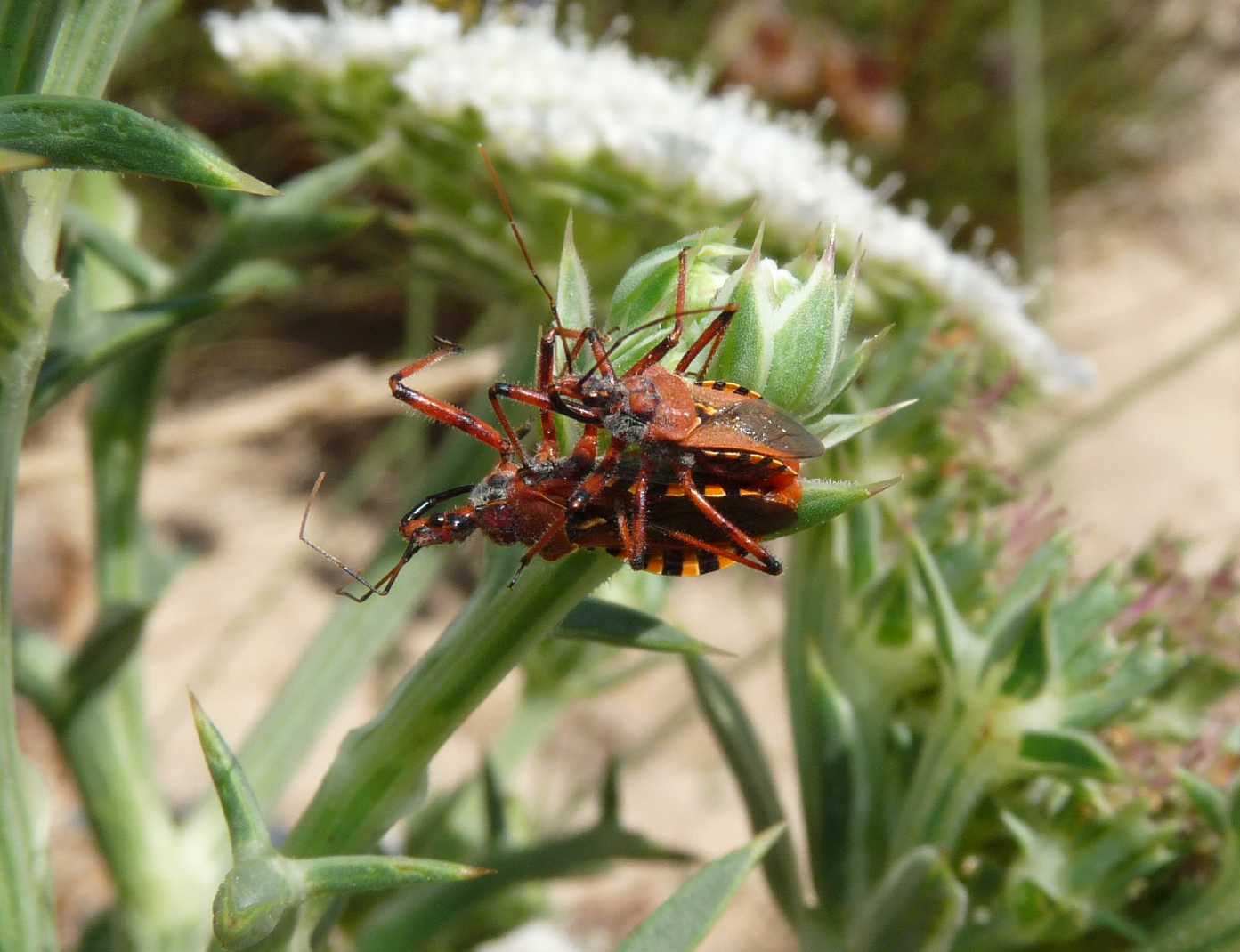 Rhynocoris erythropus (Accoppiamento) - Reduviidae